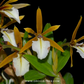 Epidendrum polybulbon Orchid Plant - MS