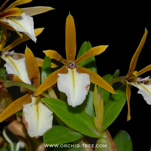 Epidendrum polybulbon Orchid Plant - MS