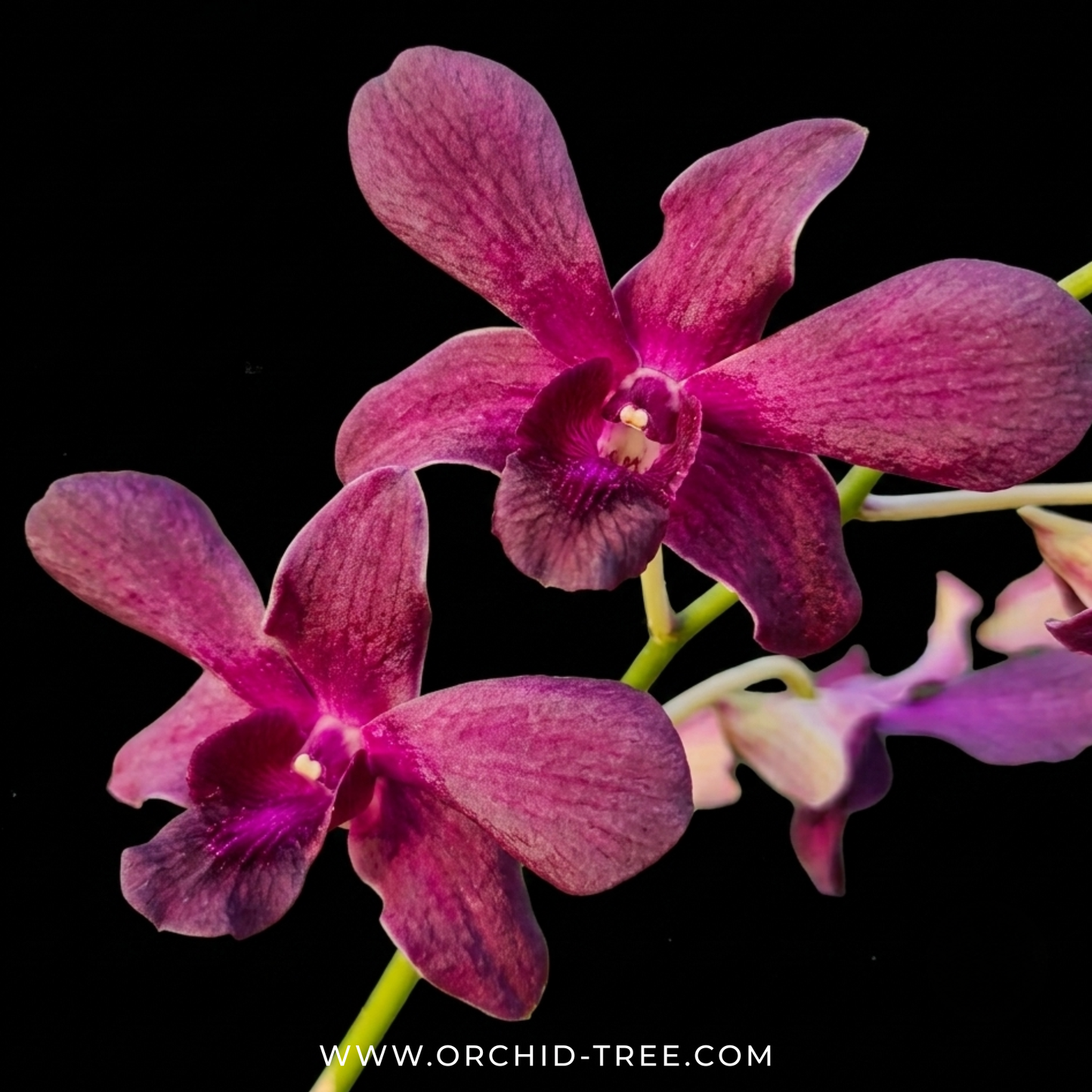 Dendrobium Round Red X Sampran Brown Orchid Plant - BS