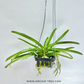 Vanda (Rhys.) coelestis pink sp. Orchid Plant - FF