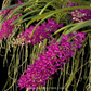 Rhynchostylis Retusa Red Orchid Plant - BS