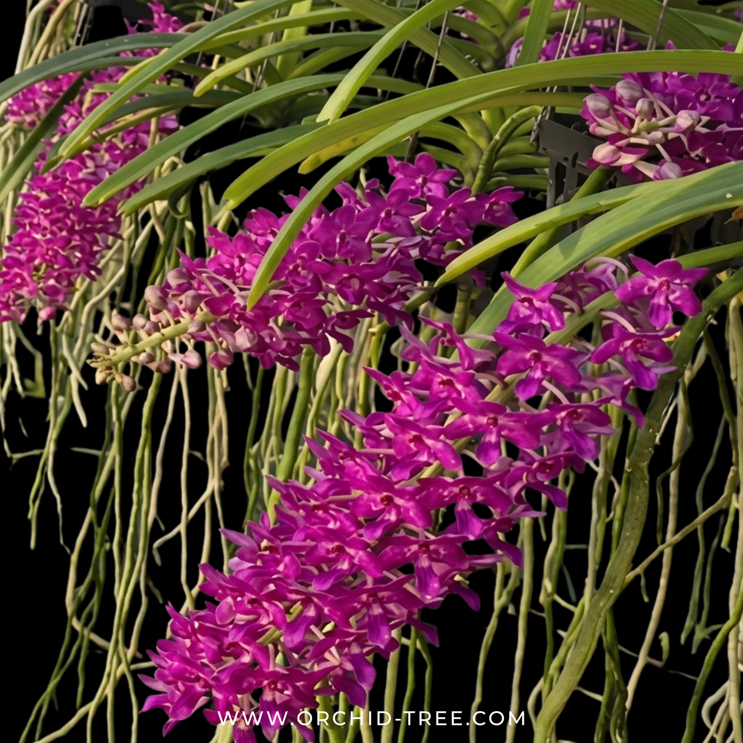 Rhynchostylis Retusa Red Orchid Plant - BS