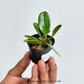 Cattleya dormaniana sp. Orchid Plant - SS