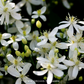 Clematis With Trellis
