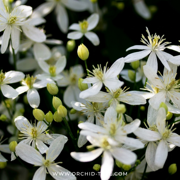 Clematis With Trellis