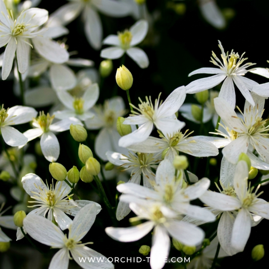 Clematis With Trellis