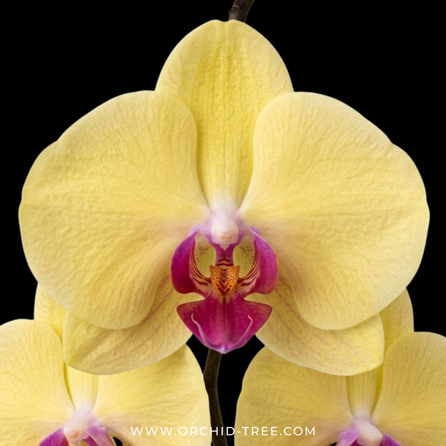 Phalaenopsis Beauty Butterfly Orchid Plant - FF - Buy Orchids Plants Online by Orchid-Tree.com