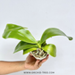 Phalaenopsis Orchid World Orchid Plant - BS