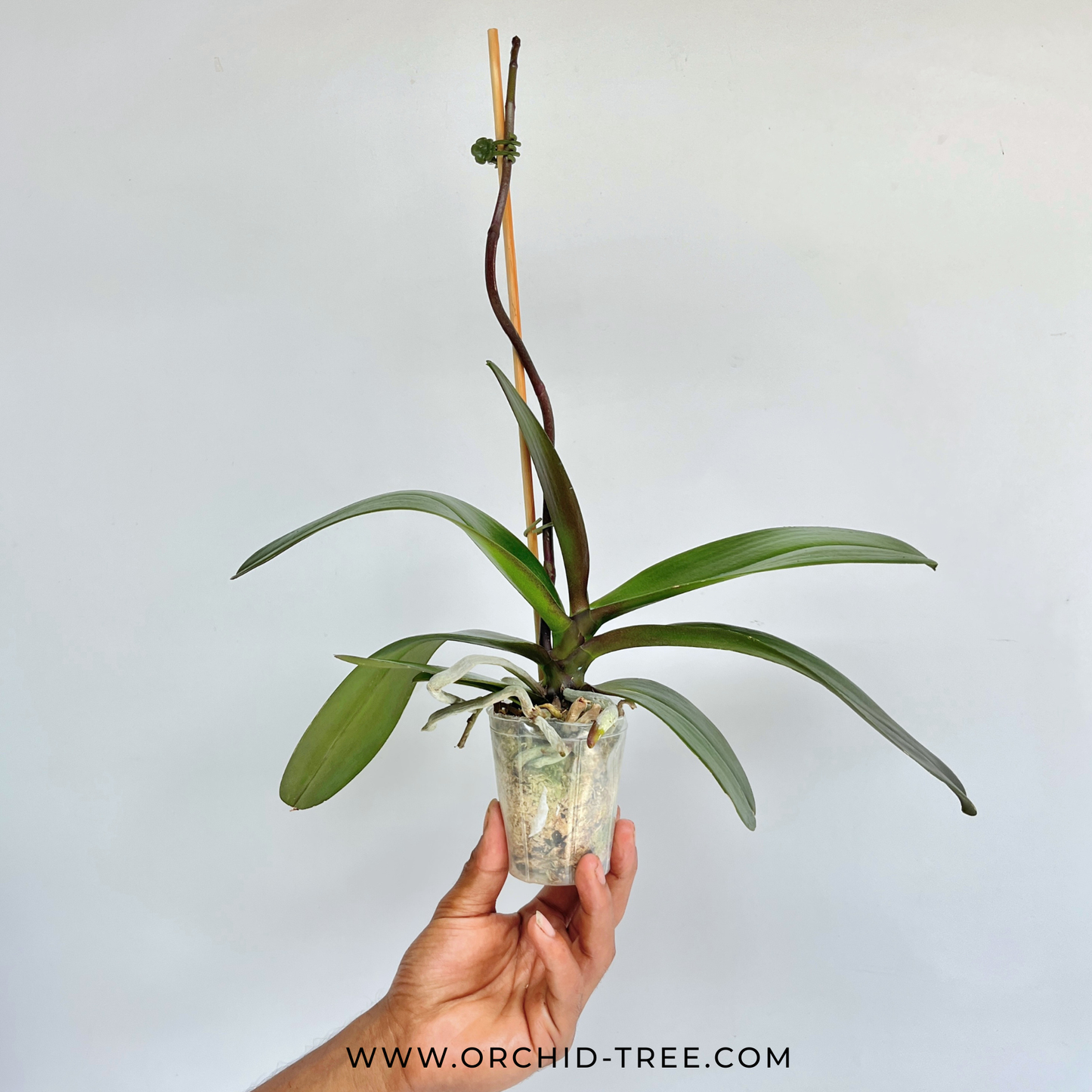 Phalaenopsis Yellow Knight Orchid Plant - FF