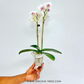 Phalaenopsis Clone Fancy Orchid Plant - FF (Open Flowers)