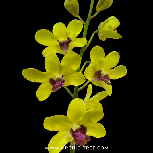 Dendrobium Burana Gold Orchid Plant - FF