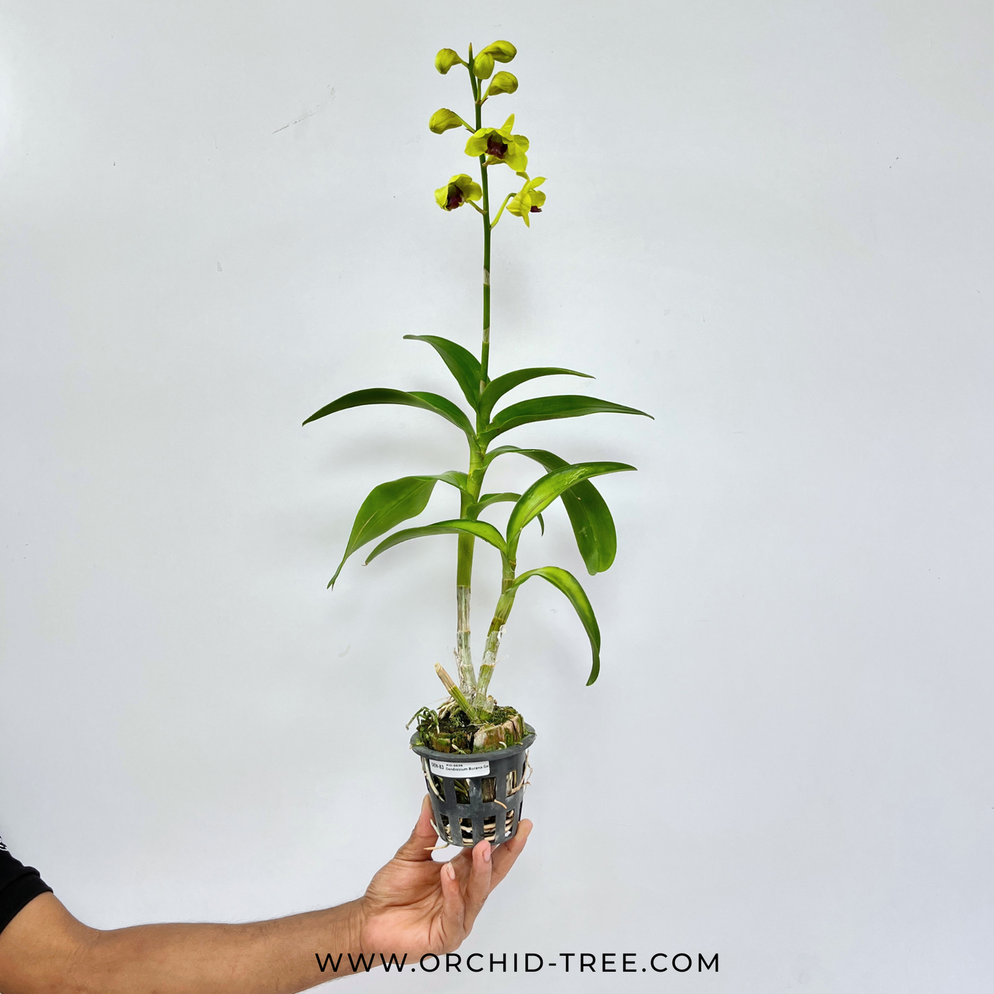 Dendrobium Burana Gold Orchid Plant - FF