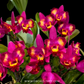 Cattleya Hawaiian Splash 'Lea' BM/JOGA Orchid Plant - NBS