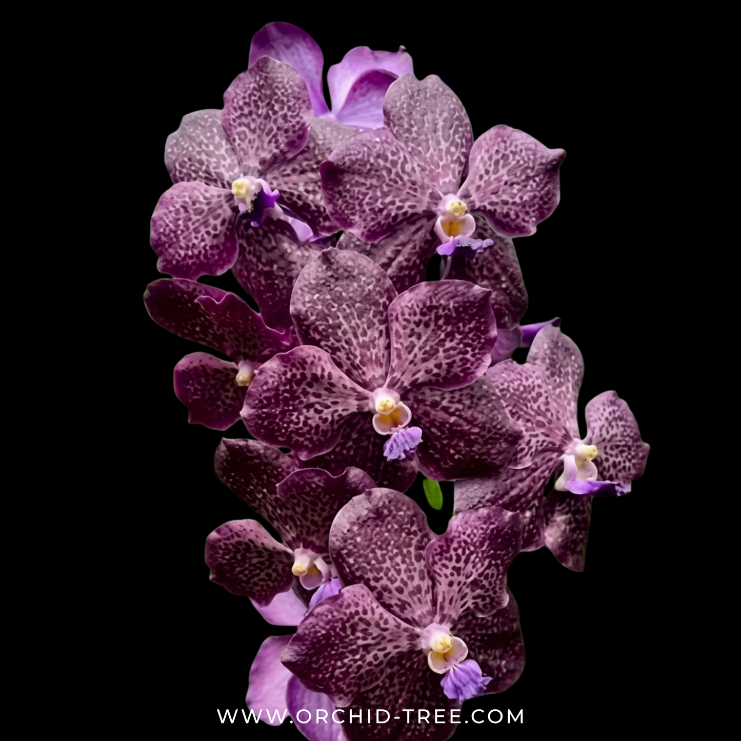 Vanda Corneels Cilliers Orchid Plant - BS