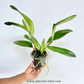 Cattleya Shang Ding Beauty Orchid Plant - FF