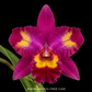 Cattleya Hawaiian Splash 'Lea' BM/JOGA Orchid Plant - NBS