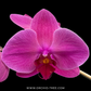Phalaenopsis Peach Creme - FF(Open Flowers)