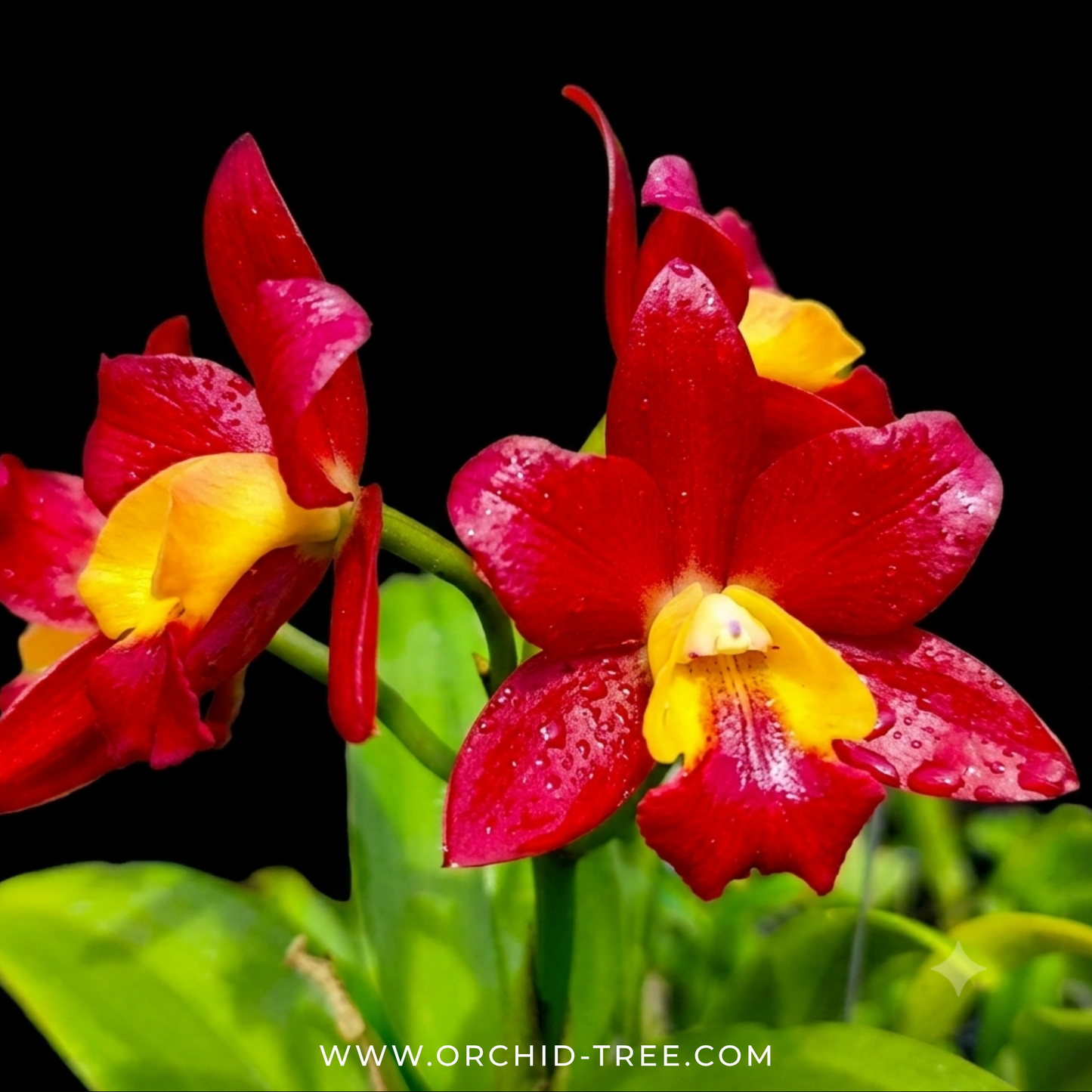 Cattleya Mister Jousiffe #2 Orchid Plant - BS