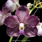 Vanda Corneels Cilliers Orchid Plant - BS