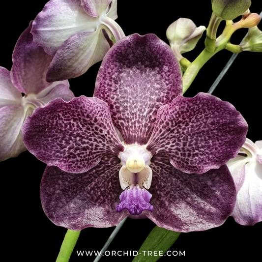 Vanda Corneels Cilliers Orchid Plant - BS