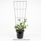Clematis With Trellis
