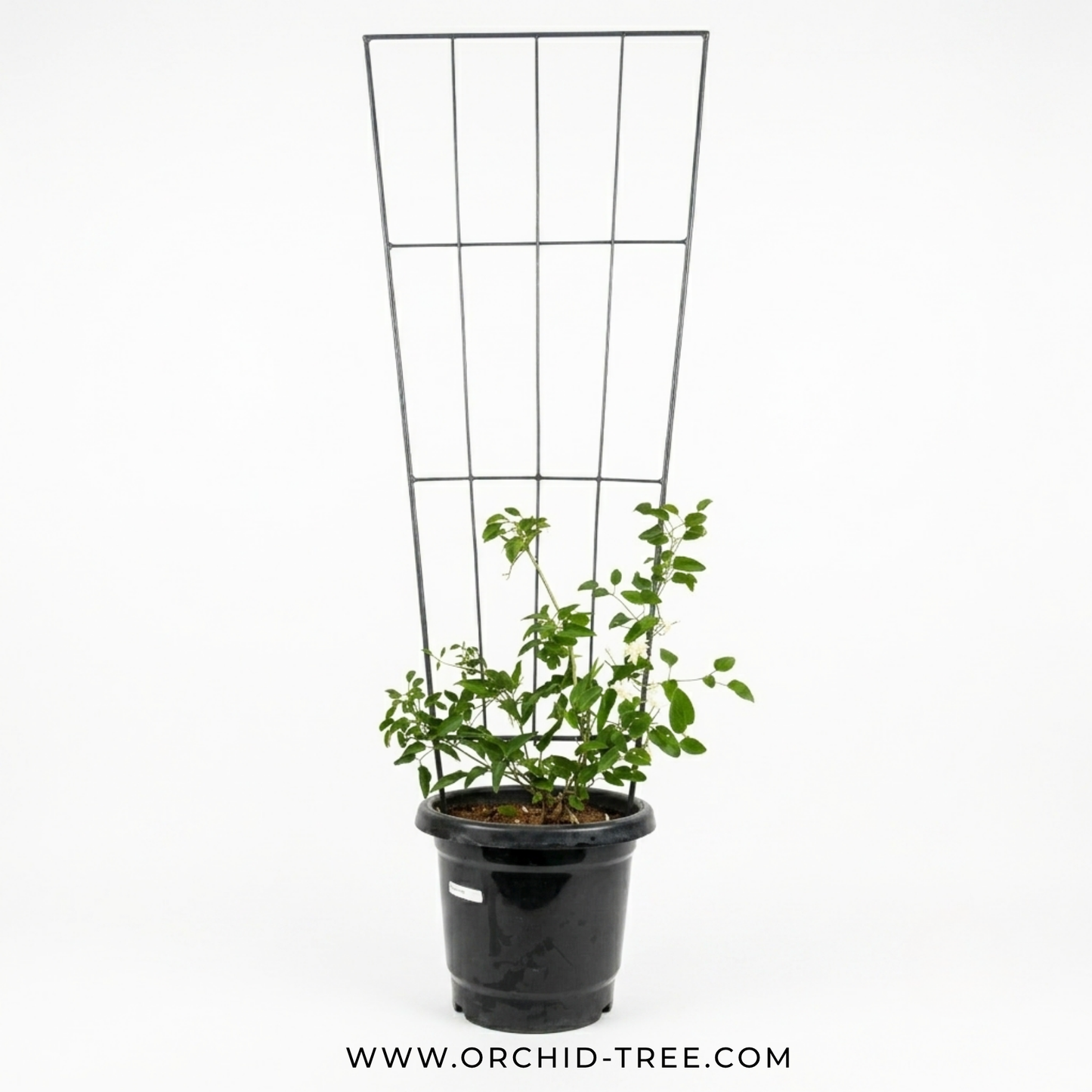 Clematis With Trellis