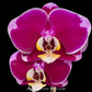 Phalaenopsis OX Spot Queen Orchid Plant - FF (Open Flowers)