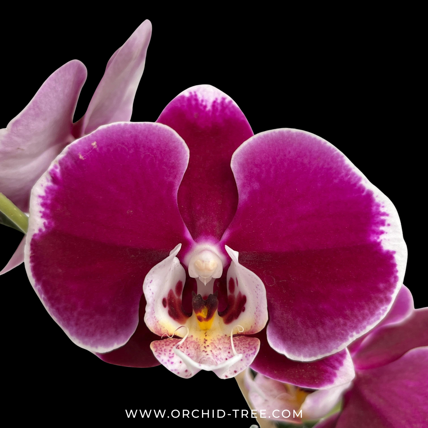 Phalenopsis Shu Long Black Jacky Orchid Plant - FF