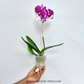 Phalaenopsis Younghome Santa Orchid Plant - FF (Open Flowers)