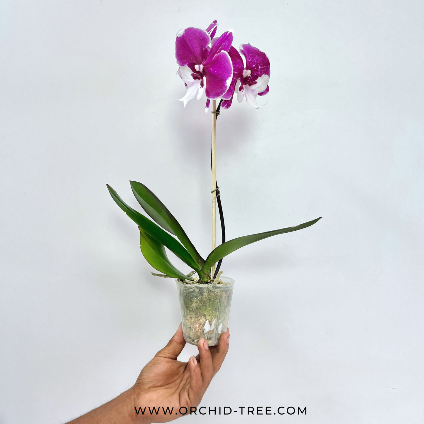 Phalaenopsis Younghome Santa Orchid Plant - FF (Open Flowers)