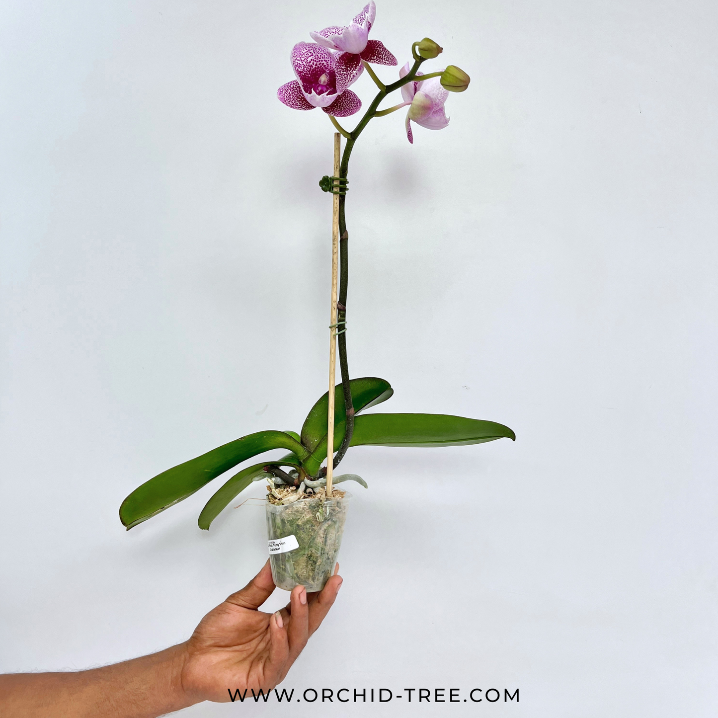 Phalaenopsis Tying Shin Challenger Orchid Plant - FF