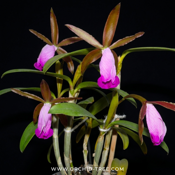 Cattleya dormaniana sp. Orchid Plant - SS
