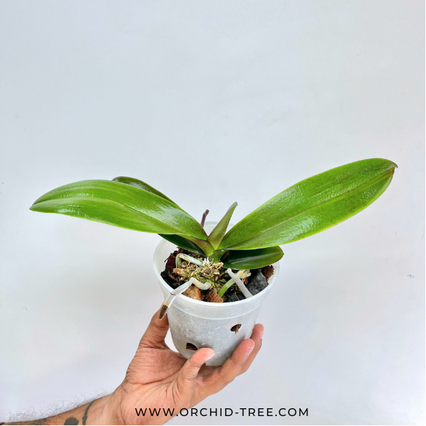 Phalaenopsis Kingcar Golden Globe Orchid Plant - FF