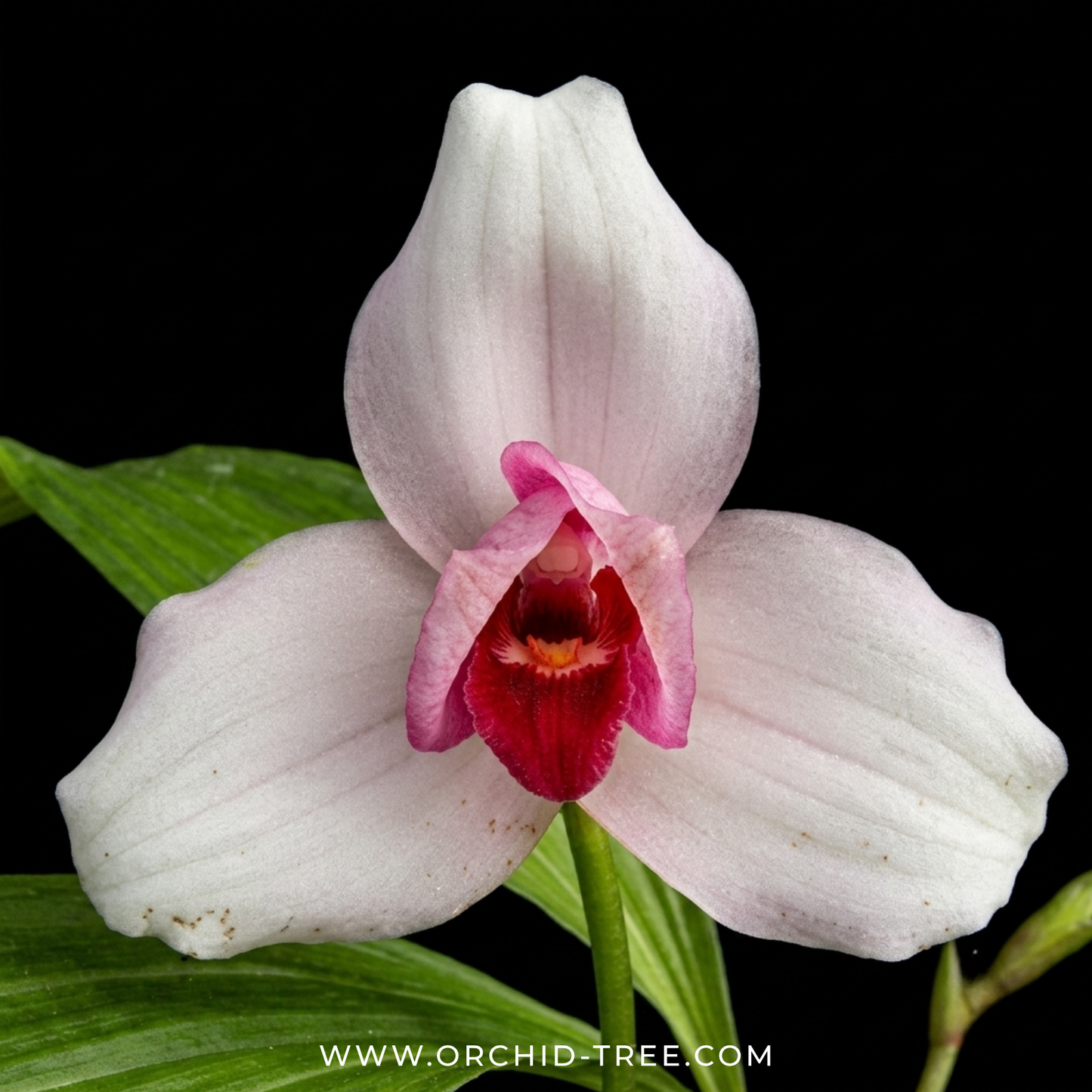 Lycaste Sunray Orchid Plant - BS
