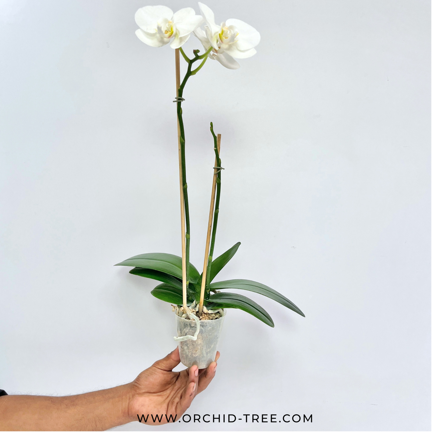 Phalaenopsis Kingcar Prince KC Orchid Plant - FF (3 Open Flowers)