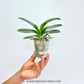 Phalaenopsis Lioulin Grape (Peloric-3lips) Miniature - BS