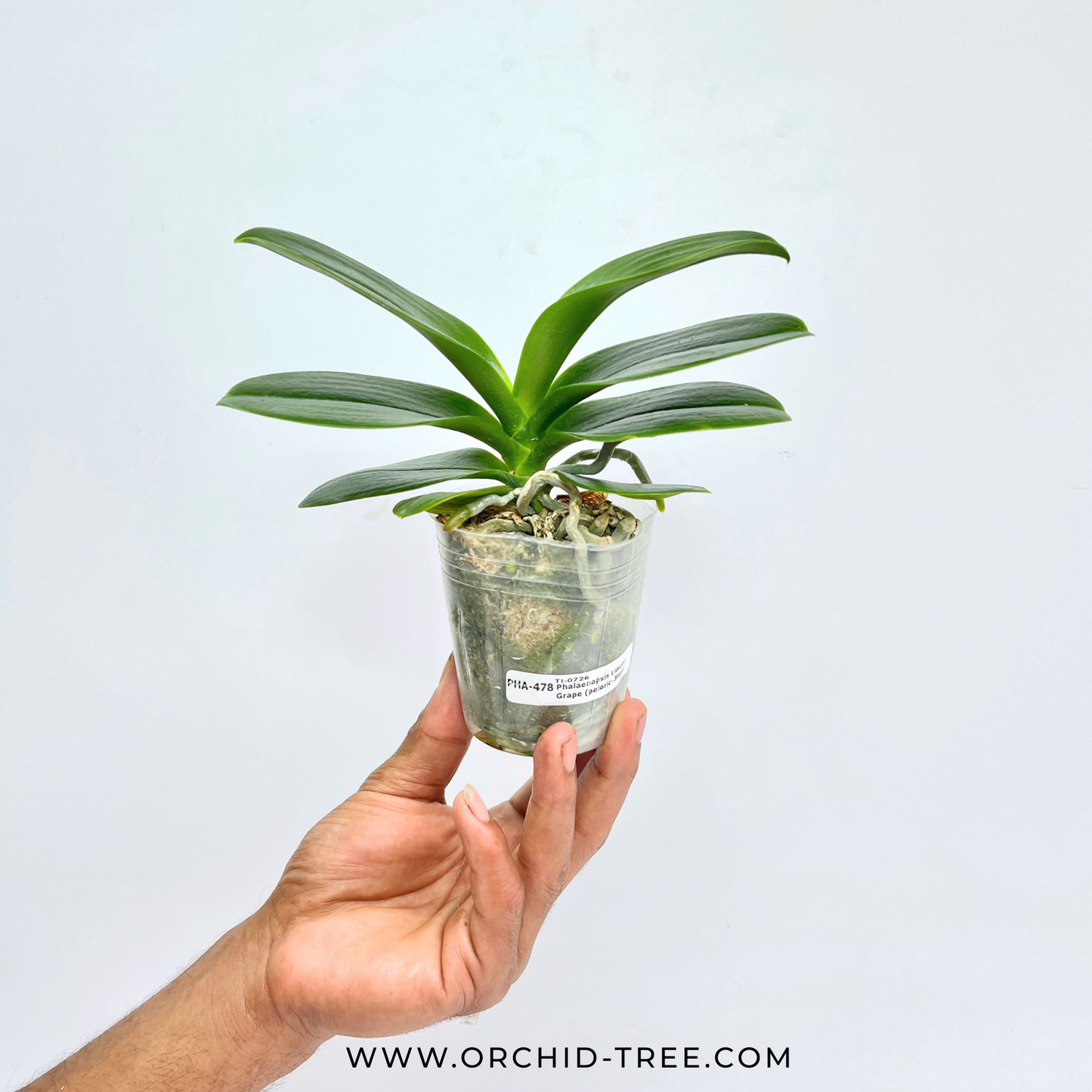 Phalaenopsis Lioulin Grape (Peloric-3lips) Miniature - BS