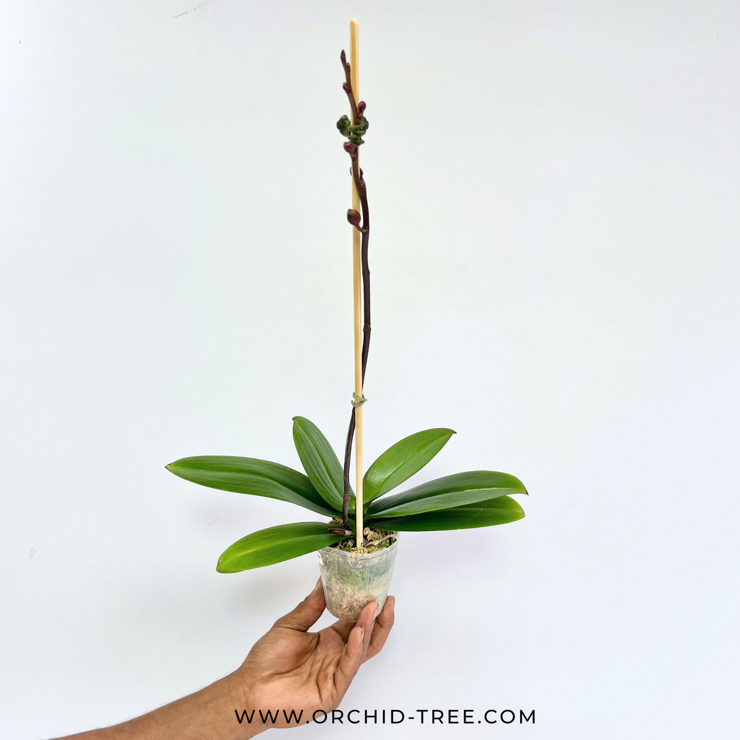 Phalaenopsis Charming Dalmatian Orchid Plant - FF