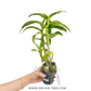 Dendrobium Round Red X Sampran Brown Orchid Plant - BS
