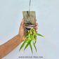 Dendrobium crepidatum Sp. Orchid Plant - BS
