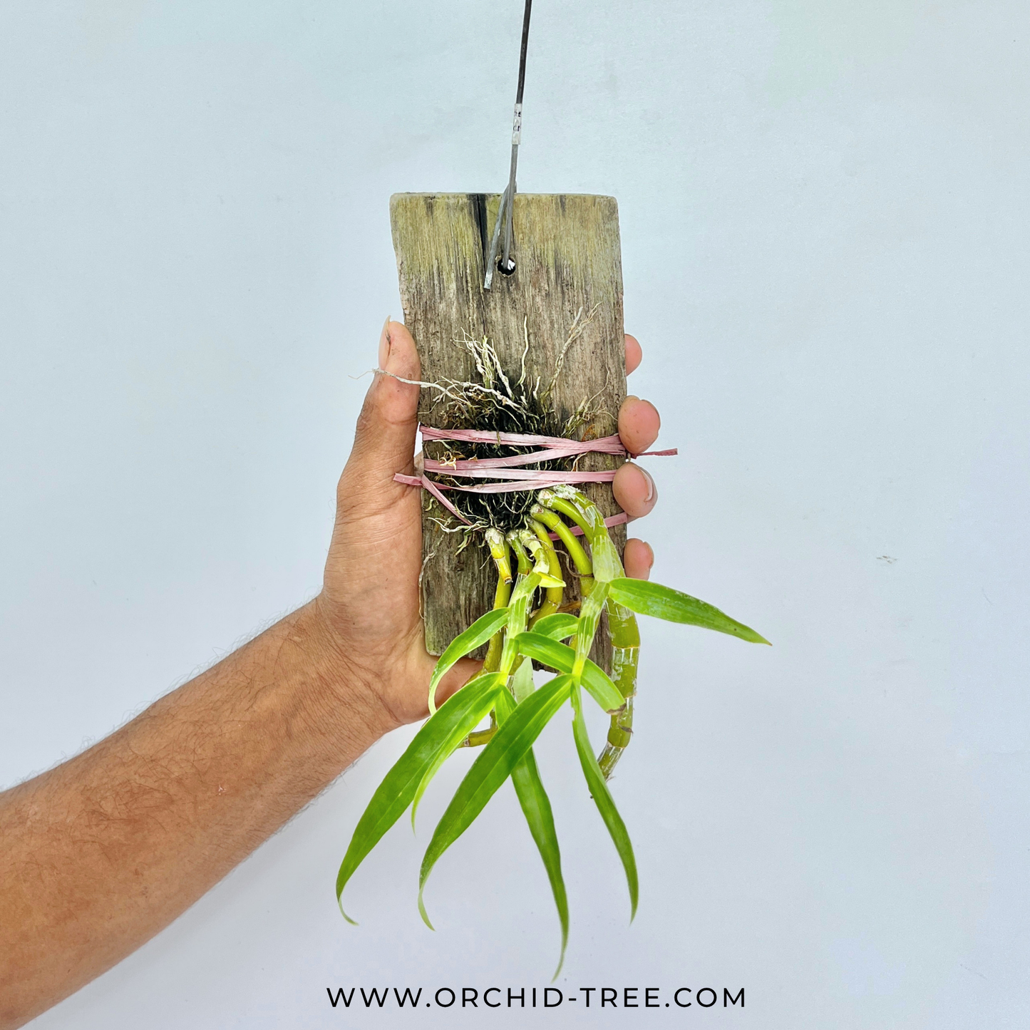 Dendrobium crepidatum Sp. Orchid Plant - BS