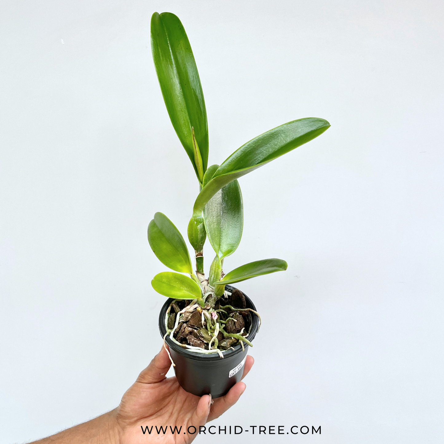 Cattleya (Rlc.) Pink Diamond 'Ratree' Orchid Plant - FF (Bud in Sheath)
