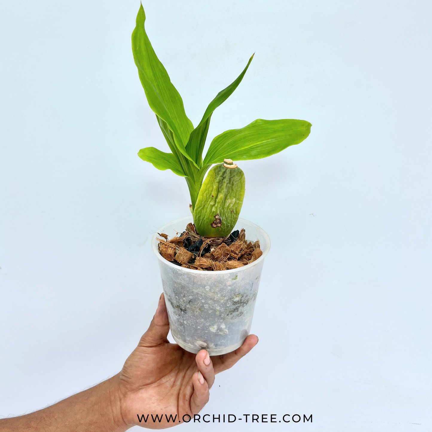 Lycaste Sunray Orchid Plant - BS