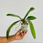 Phalaenopsis Charming Sunset Orchid Plant - BS - Buy Orchids Plants Online by Orchid-Tree.com