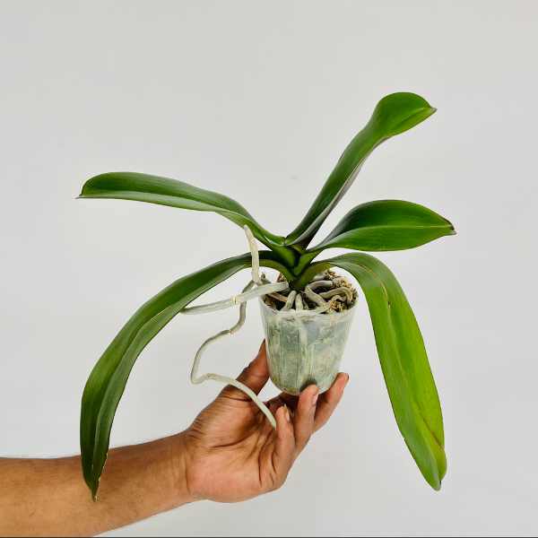 Phalaenopsis Charming Sunset Orchid Plant - BS - Buy Orchids Plants Online by Orchid-Tree.com