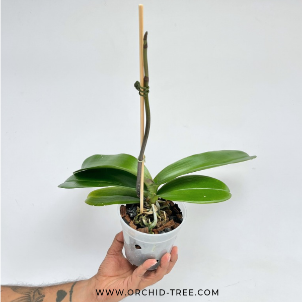 Phalaenopsis Fullers Romantic Orchid Plant - FF