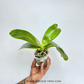 Phalaenopsis Yang Yang Prince Orchid Plant - BS
