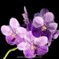 Vanda General Prinya Orchid Plant - FF