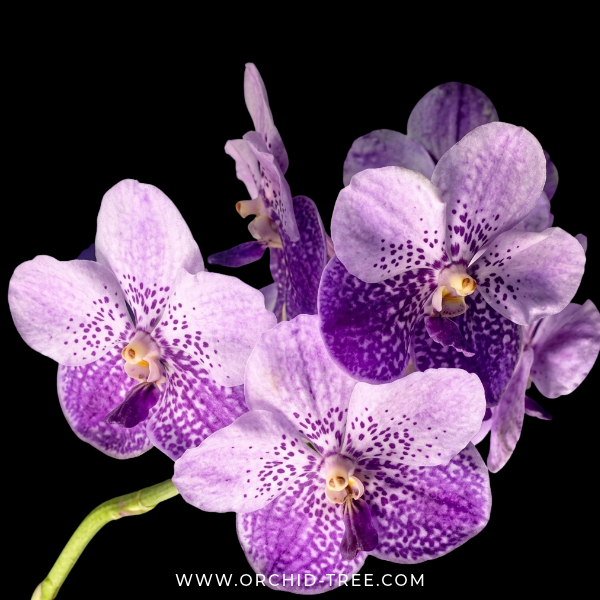 Vanda General Prinya Orchid Plant - FF