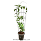 Thunbergia Grandiflora Blue with trellis - Buy Orchids Plants Online by Orchid-Tree.com